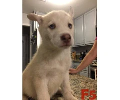 3 Males and 6 Females  Pure Breed Siberian Husky Puppies - 9