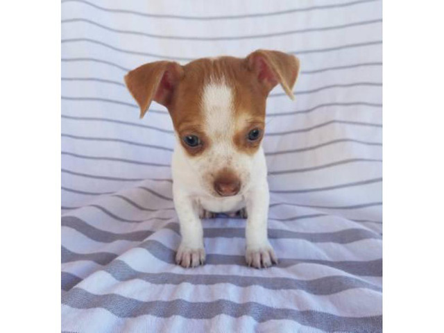 2 adorable and sweet Jack russell and Chihuahua puppies in Las Vegas, Nevada - Puppies for Sale ...