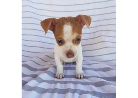 2 adorable and sweet Jack russell and Chihuahua puppies