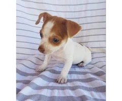 2 adorable and sweet Jack russell and Chihuahua puppies - 2