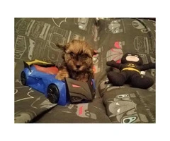 One male sable yorkie puppy for sale