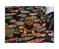 One male sable yorkie puppy for sale