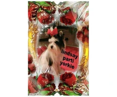 One male sable yorkie puppy for sale