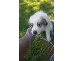 Great pyreneese puppy for a good home