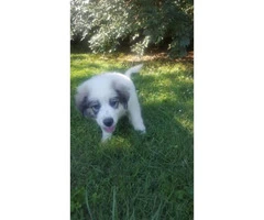 Great pyreneese puppy for a good home - 2