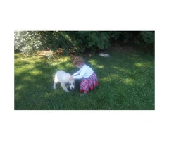 Great pyreneese puppy for a good home - 3