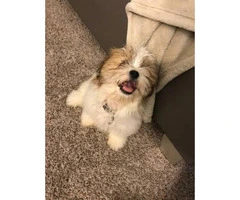 Brown & White Teacup Shih Tzu for Sale