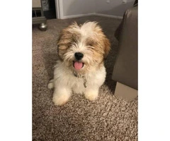 Brown & White Teacup Shih Tzu for Sale