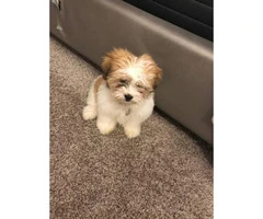 Brown & White Teacup Shih Tzu for Sale