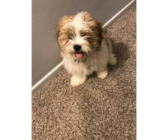 Brown & White Teacup Shih Tzu for Sale