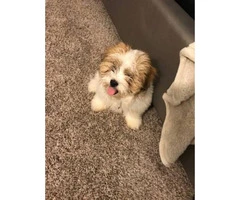 Brown & White Teacup Shih Tzu for Sale