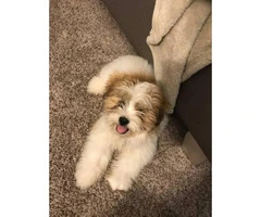 Brown & White Teacup Shih Tzu for Sale