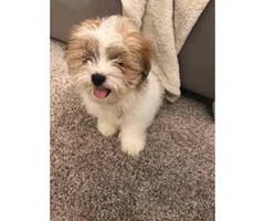 Brown & White Teacup Shih Tzu for Sale