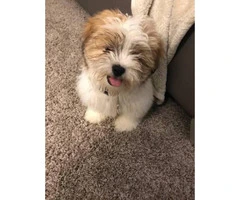 Brown & White Teacup Shih Tzu for Sale