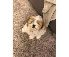Brown & White Teacup Shih Tzu for Sale