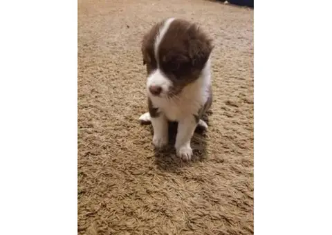Red and white female mini Aussie pup