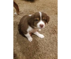 Red and white female mini Aussie pup - 2