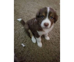 Red and white female mini Aussie pup - 3