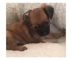 2 adorable little Long Coat Chihuahua Puppies for Sale
