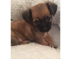 2 adorable little Long Coat Chihuahua Puppies for Sale - 2