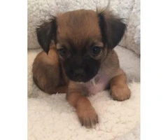 2 adorable little Long Coat Chihuahua Puppies for Sale - 3