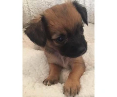 2 adorable little Long Coat Chihuahua Puppies for Sale - 4