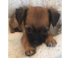 2 adorable little Long Coat Chihuahua Puppies for Sale - 5
