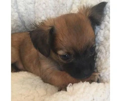 2 adorable little Long Coat Chihuahua Puppies for Sale - 6