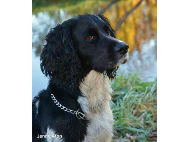 black and white springer spaniel stuffed animal