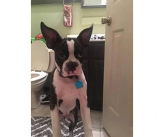 Boston Terrier dog with his kennel, food, toys, food, bowls, and treats