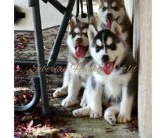 Siberian husky puppies have vaccines and dewormed - 1