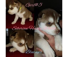 Siberian husky puppies have vaccines and dewormed - 2