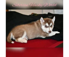 Siberian husky puppies have vaccines and dewormed - 3