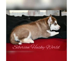 Siberian husky puppies have vaccines and dewormed - 4