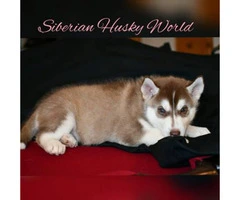 Siberian husky puppies have vaccines and dewormed - 5