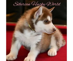 Siberian husky puppies have vaccines and dewormed - 6