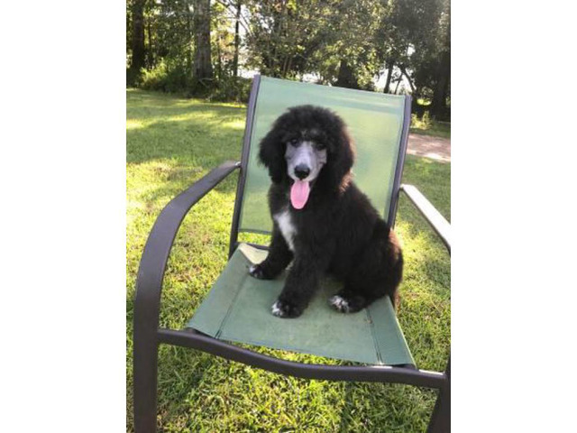 1 male Standard Poodle available in Mobile, Alabama ...