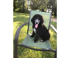 1 male Standard Poodle available