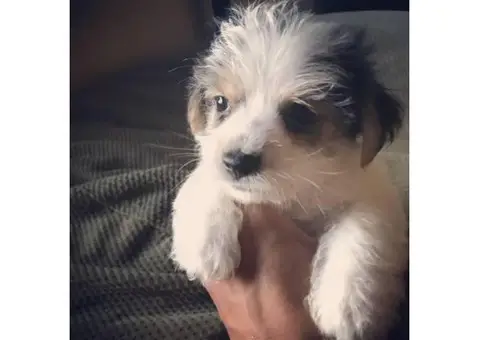 Super adorable purebred Biewer puppies for sale