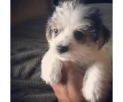 Super adorable purebred Biewer puppies for sale