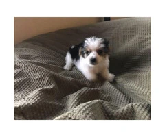 Super adorable purebred Biewer puppies for sale - 3