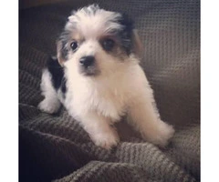 Super adorable purebred Biewer puppies for sale - 4