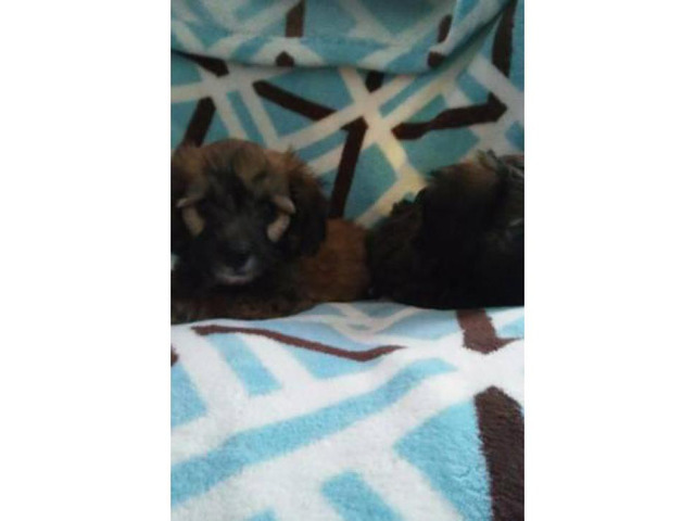 Mini Dachshund Yorkies mix Puppies for sale in Alachua ...