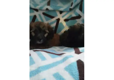 Mini Dachshund Yorkies mix Puppies for sale