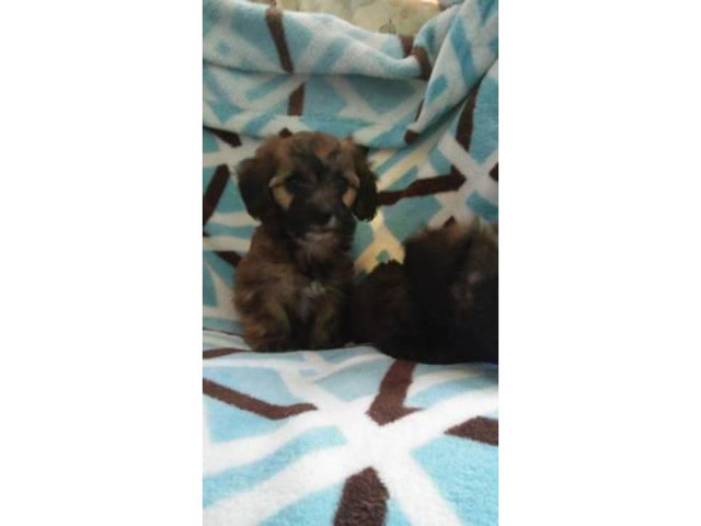 Mini Dachshund Yorkies mix Puppies for sale in Alachua ...