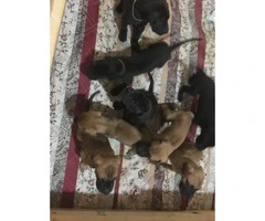 Great Dane puppies available for sale