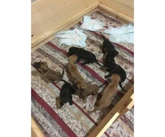 Great Dane puppies available for sale - 2