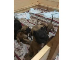 Great Dane puppies available for sale - 3