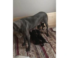 Great Dane puppies available for sale - 4