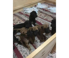 Great Dane puppies available for sale - 5